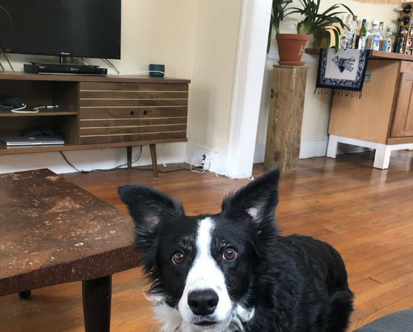 Malenoj Taliji nije jasno kako je vlasnik kod kuće, a ne baca lopticu i nema vremena za igru.

