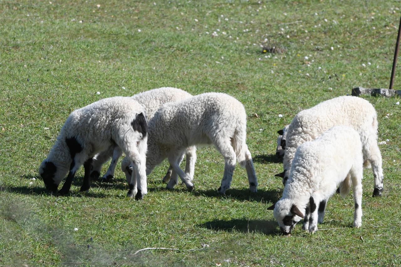Šibenik: Ministarstvo najavljuje podizanje naknada za napad na stoku od zašti?enih životinja