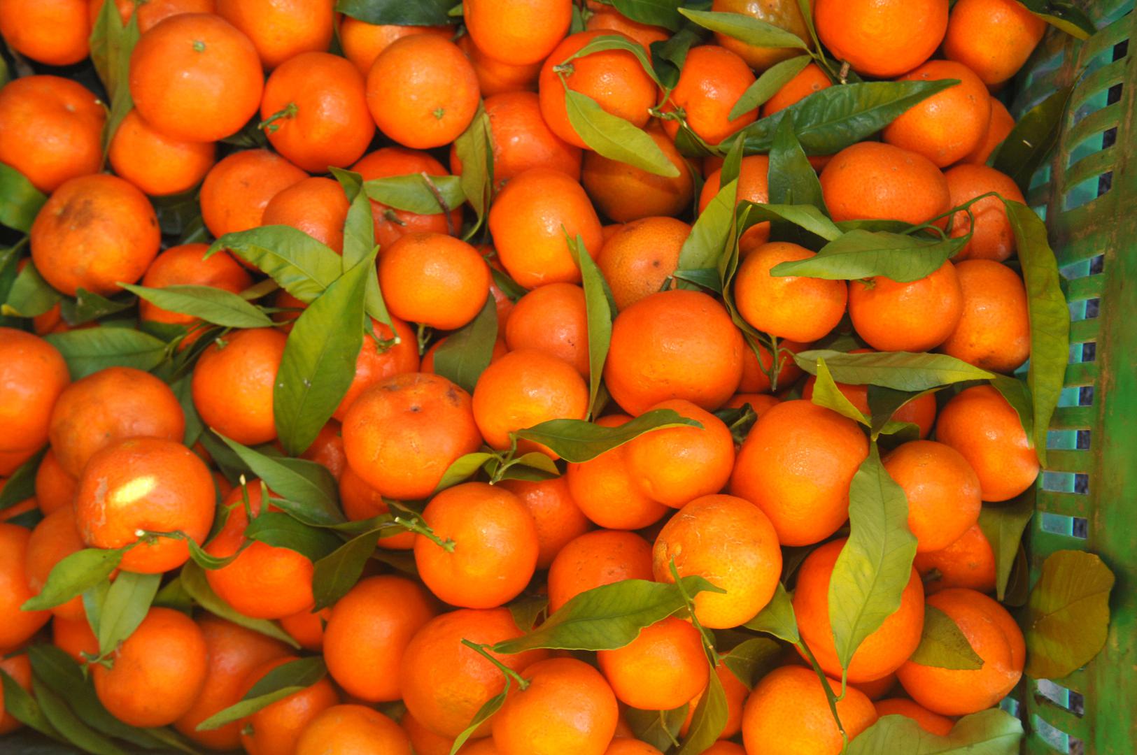 4. Neretvanska mandarina - proizvodnja je uvjetovana na području koje obuhvaća općine Slivno, Kula Norinska i Zažablje te gradove Metković, Opuzen i Ploče. Osim klime i geografskih obilježja koji povoljno utječu na ovaj proizvod, ključna je i dugogodišnja tradicija proizvodnje koja je unaprijeđena uz primjenu novih znanja i tehnologija.