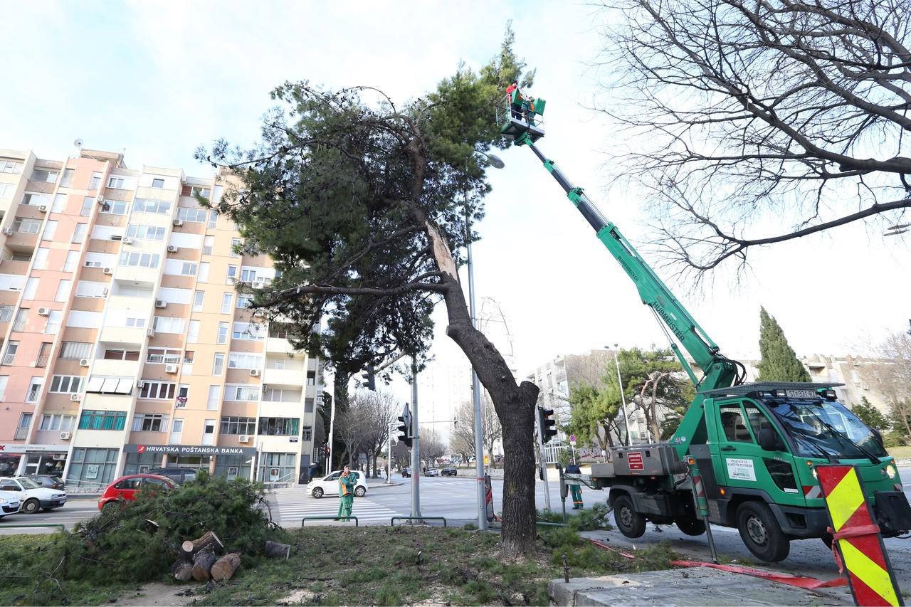 bura, srušeno stablo