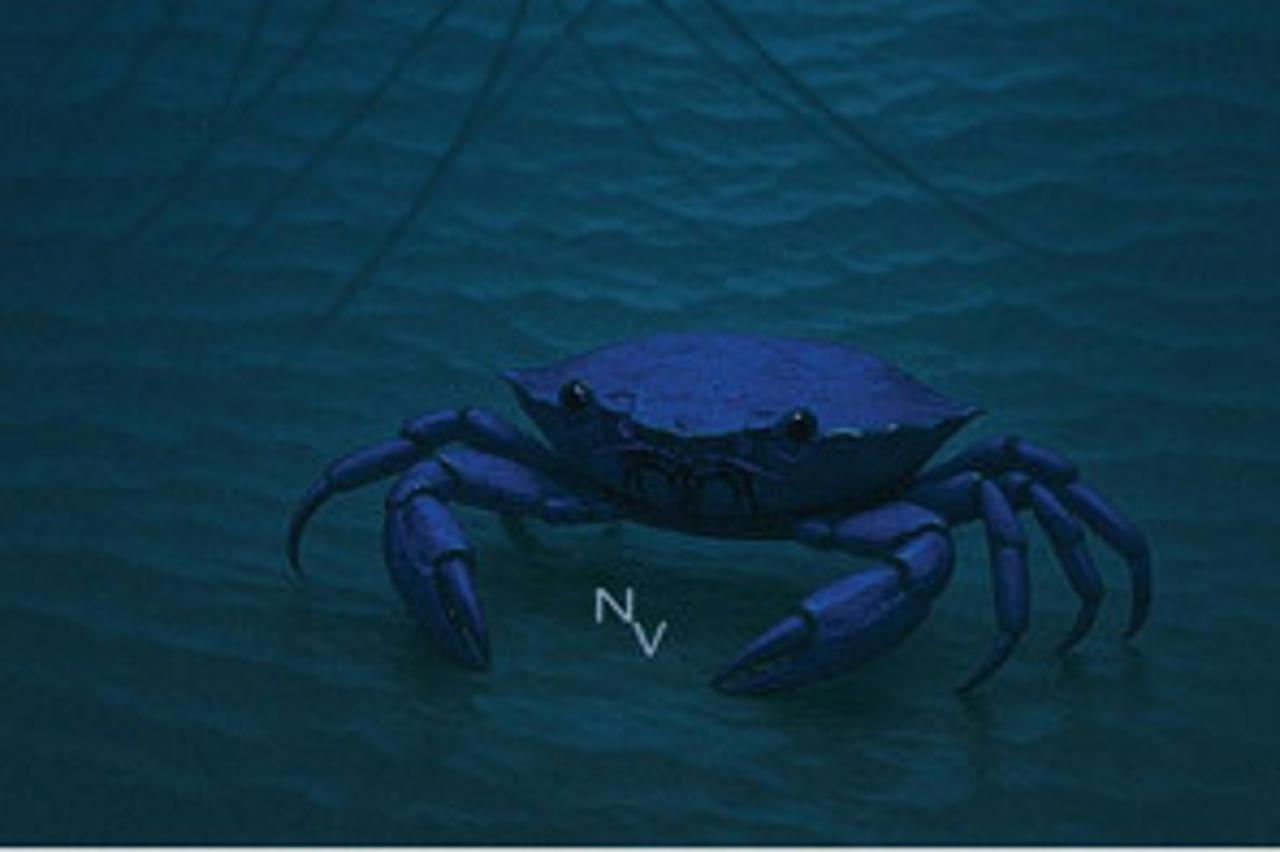 Plavi rak u mreži zločina