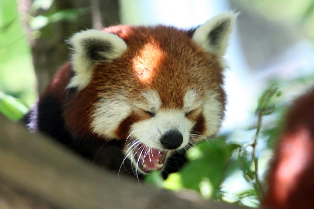 panda