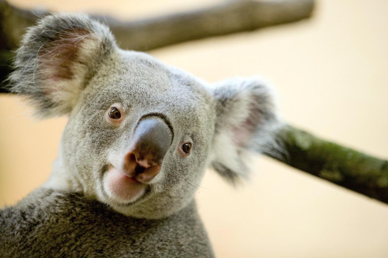 koala
