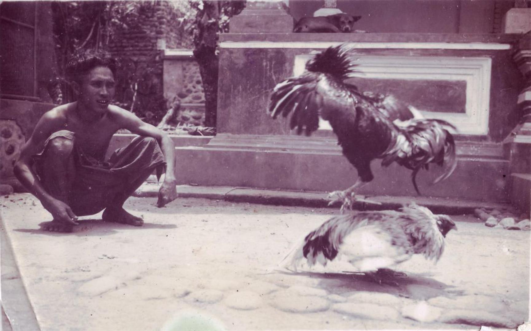 Na Sumatri je fotografirao borbe pijetlova, a na otoku u Tihom oceanu susreo se s domorocima koji nisu bili u doticaju s civilizacijom