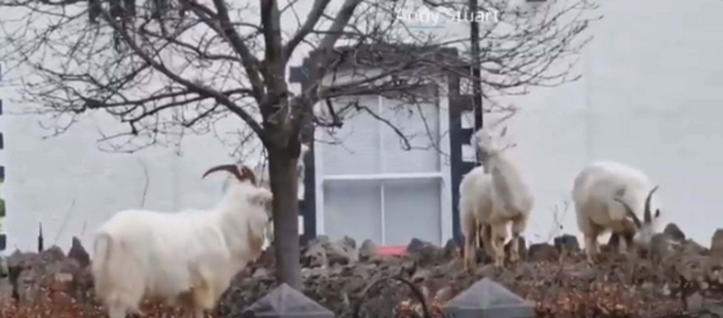 Planinske koze spustile su se kako bi pronašle svježu hranu u malom gradiću u Walesu.