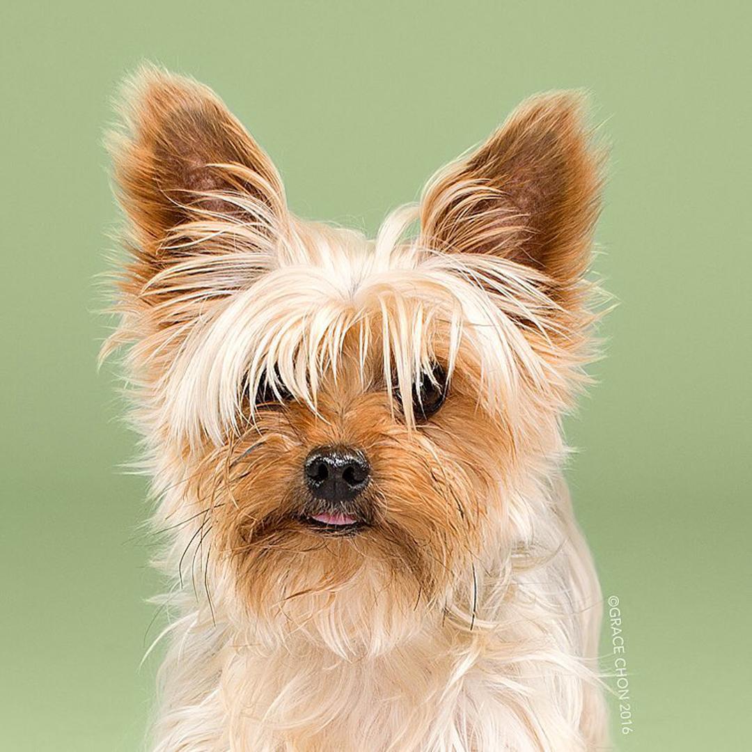 Teddyju svaka dlaka svoju politiku vodi