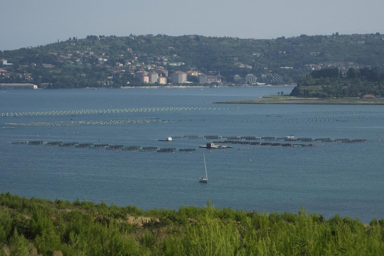 brodice, piranski zaljev