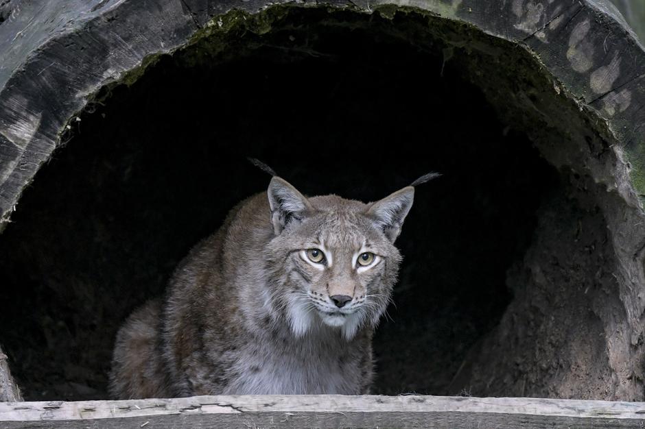 Lynx offspring in the Black Mountains Game Park