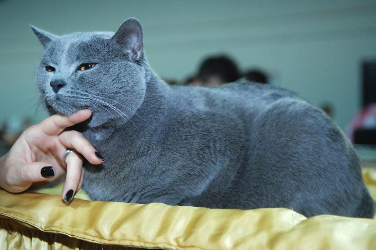 svjetska izložba mačaka (1)