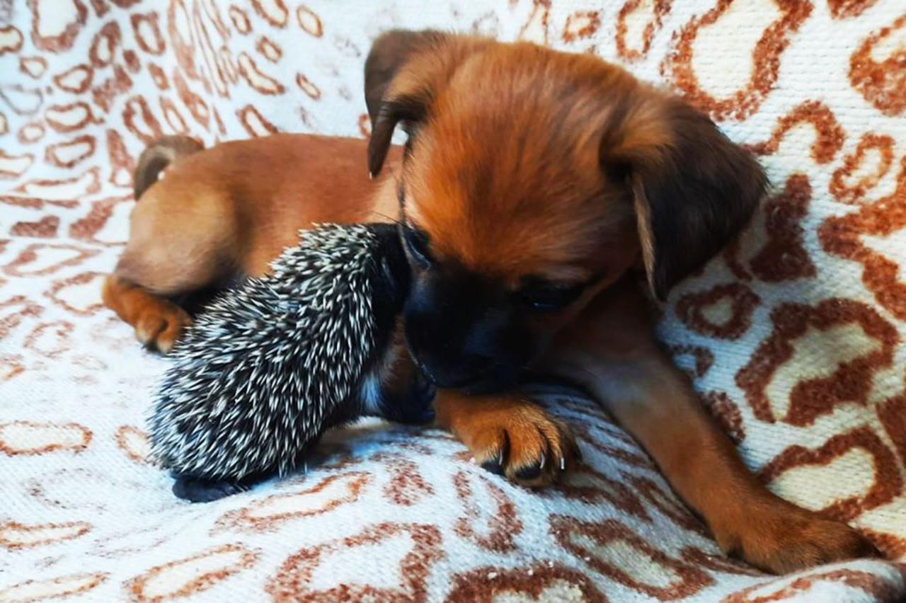 Jež i kujica - najbolji prijatelji