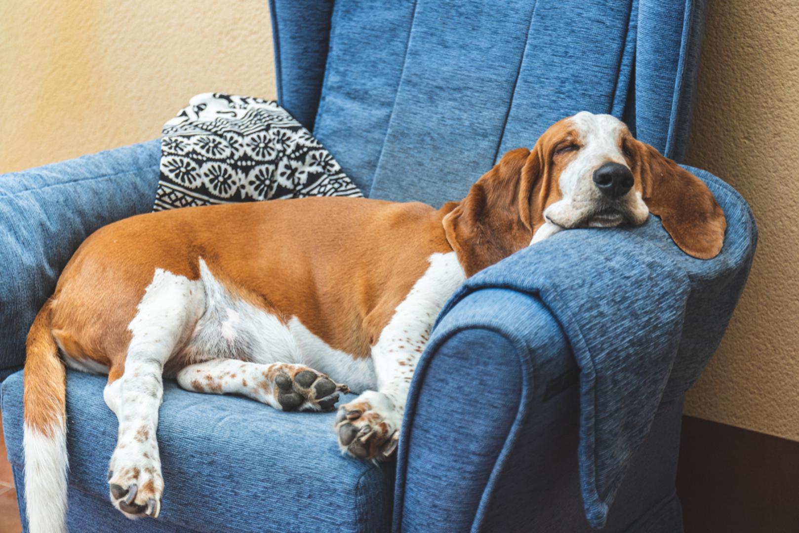 Basset Hound: Basset Houndovi su odani, strpljivi i smireni psi. Njihova dresura može biti izazov zbog tvrdoglavosti karakteristične za pse goniče, ali njihov blagi temperament čini ih prijateljski raspoloženima i tolerantnima prema drugim životinjama.