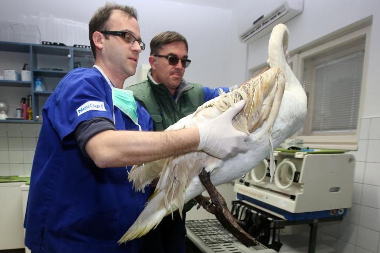 Šibenik: Veterinari izvršili zahvat nad ranjenim labudom