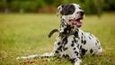 Veterinari upozoravaju: Ovaj simptom kod pasa vlasnici često zanemaruju, a nije bezazlen