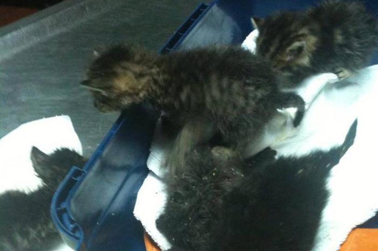 Zlostavljanje životinja