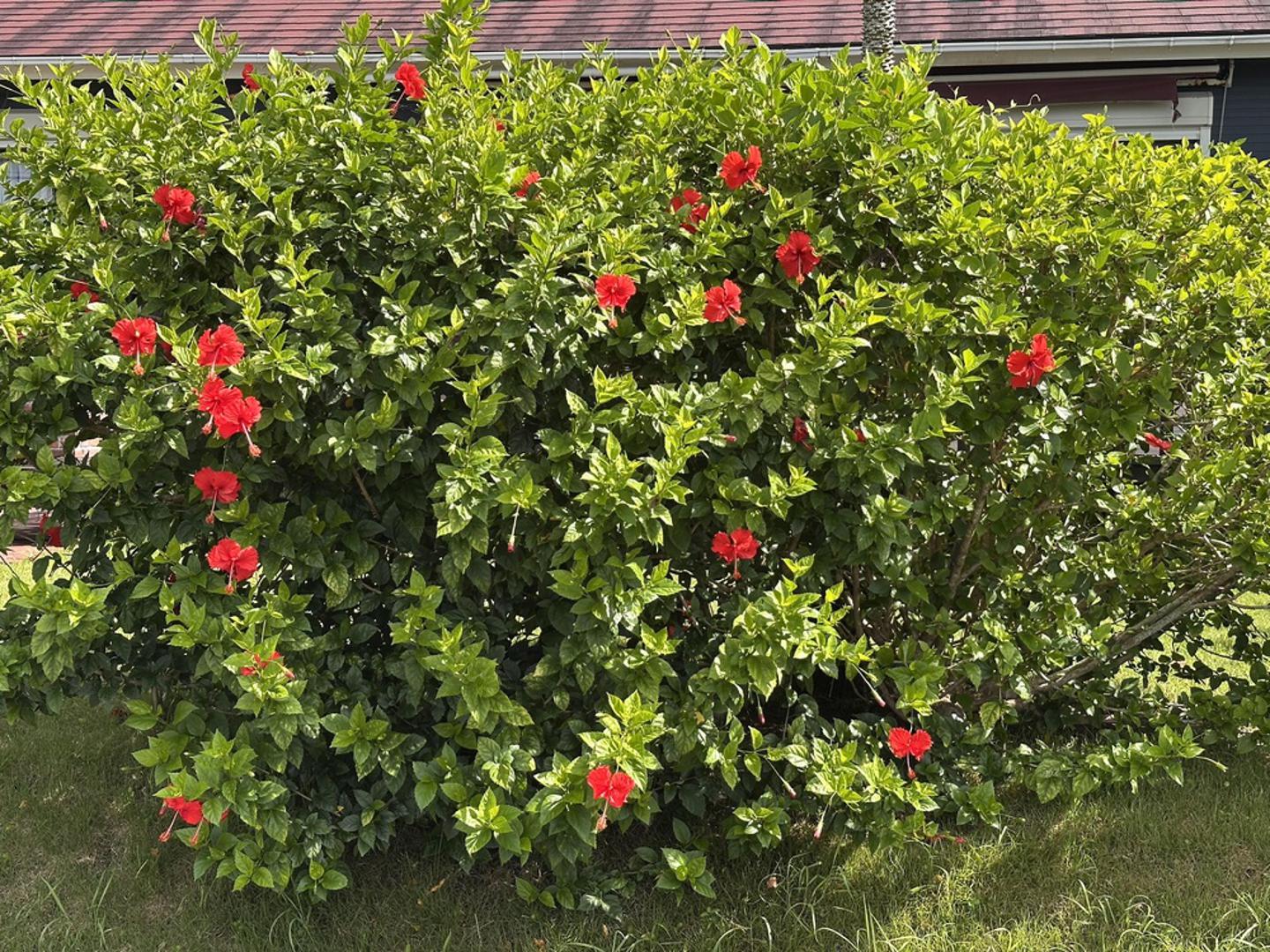 Hibiskus: Vrtni hibiskus voli sunčana mjesta i tijekom ljeta donosi velike, upečatljive cvjetove. Dobro podnosi toplinu, ali će u prvim godinama nakon sadnje ipak trebati redovitije zalijevanje dok ne razvije snažniji korijen. Kada se učvrsti, postaje otporan i zahvalan grm koji se lako uklapa u različite stilove okućnica.