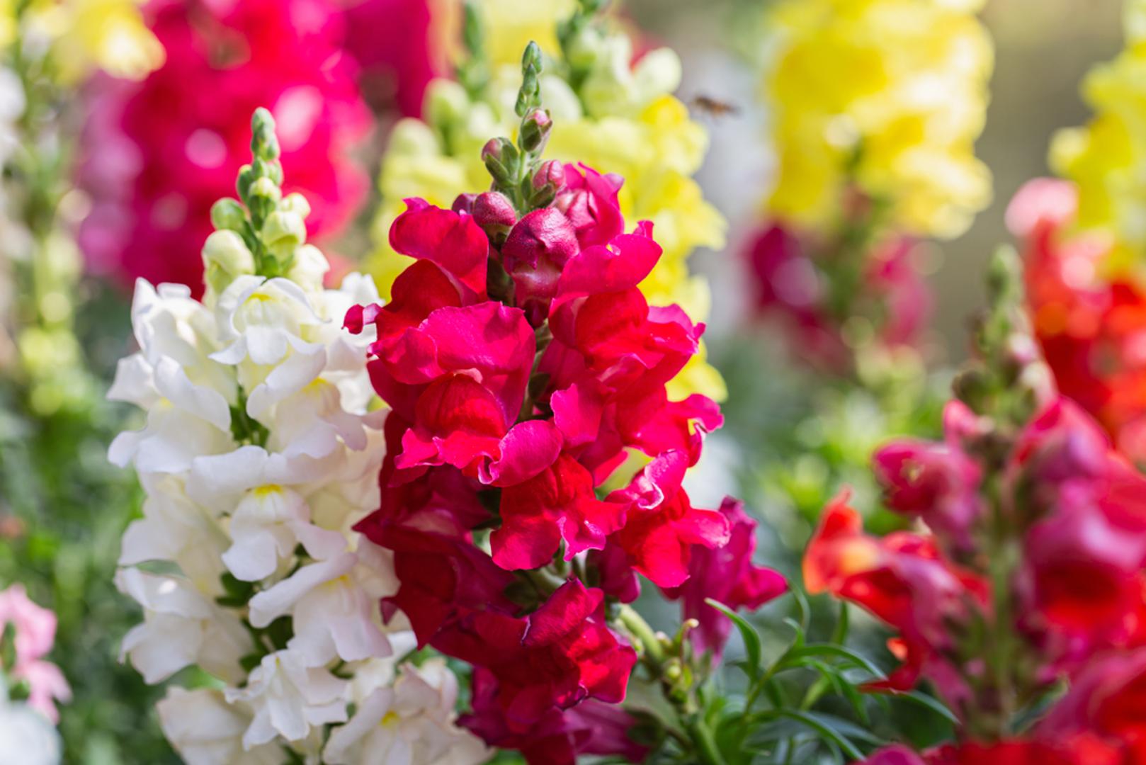 Ova zabavna i upečatljiva biljka odličan je dodatak za svaki vrt ili okućnicu. Zijevalica je nezahtjevna, trajna i vrlo otporna biljka koja ne zahtijeva pretjeranu brigu. Dobila je ime po svom cvatu koji, ako ga stisnete sa strane, izgleda kao usta koja se otvaraju. Može se posaditi direktno u tlo, na razmaku od 20 cm. Dok je biljka mlada treba redovito zalijevanje, ali kada naraste vrlo je otporna na suha razdoblja. Zijevalica mrzi vlagu pa treba izbjeći sađenje u sjenovitom položaju i pretjerano zalijevanje.
