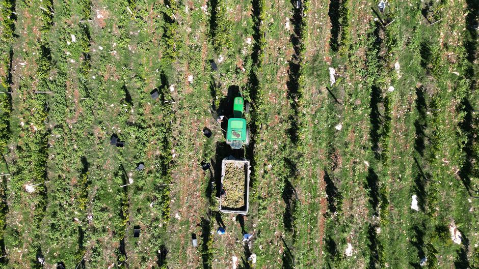 Čitluk: Berba grožđa u Kamenim vinogradima 