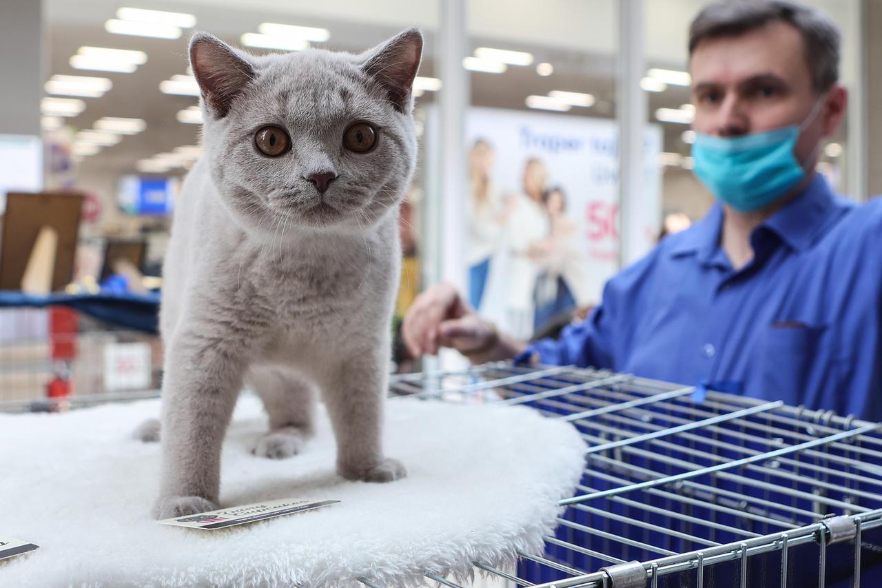 Zagreb: Međunarodna izložba raznih pasmina mačaka
