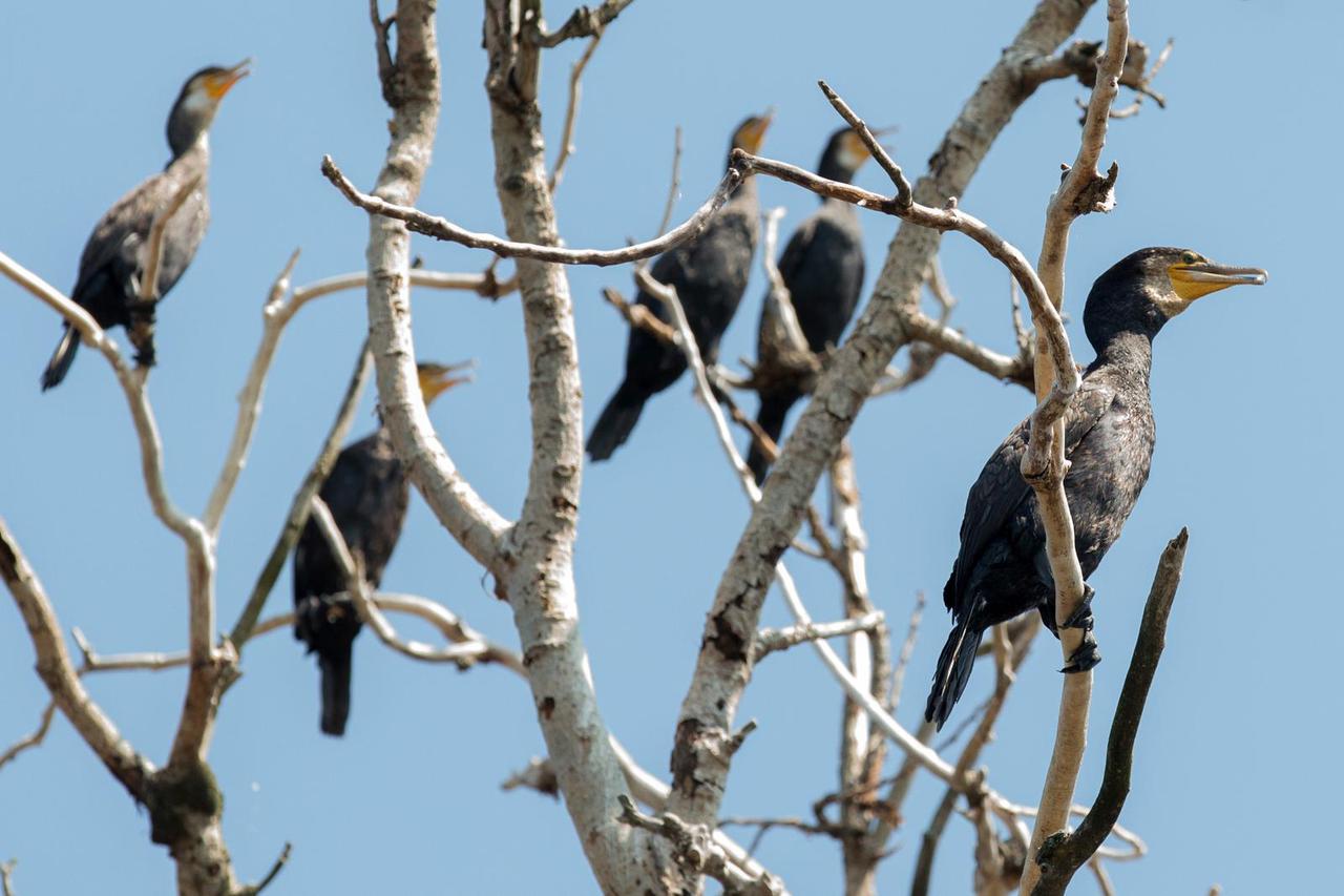 Park prirode Kopački rit