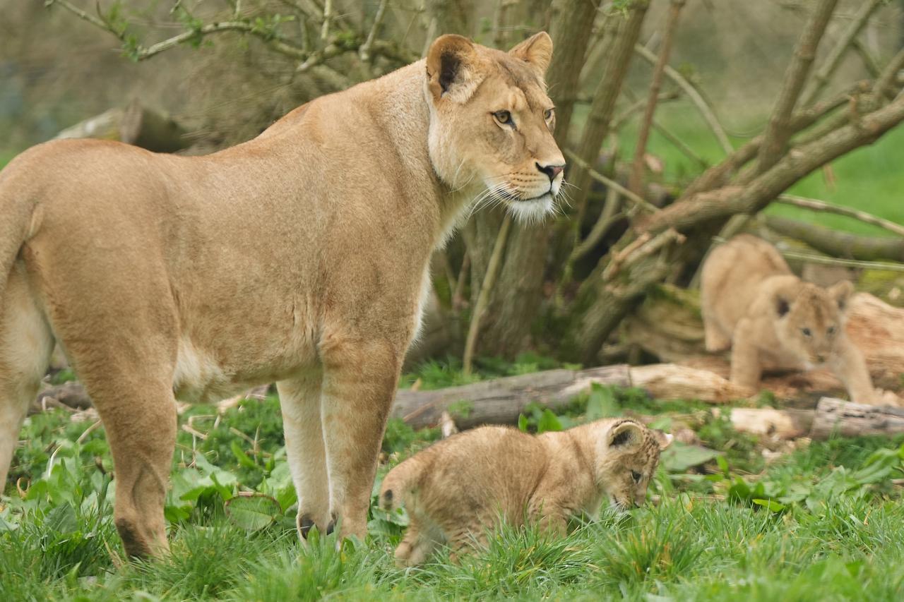 Lion cubs at Whipsnade