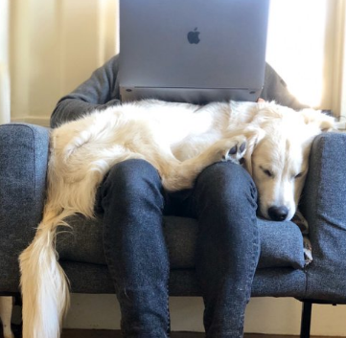 Moramo se složiti da je ovo najudobniji i najslađi radni stol - muškarac radi na fotelji dok mu je držač za laptop njegov pas.
