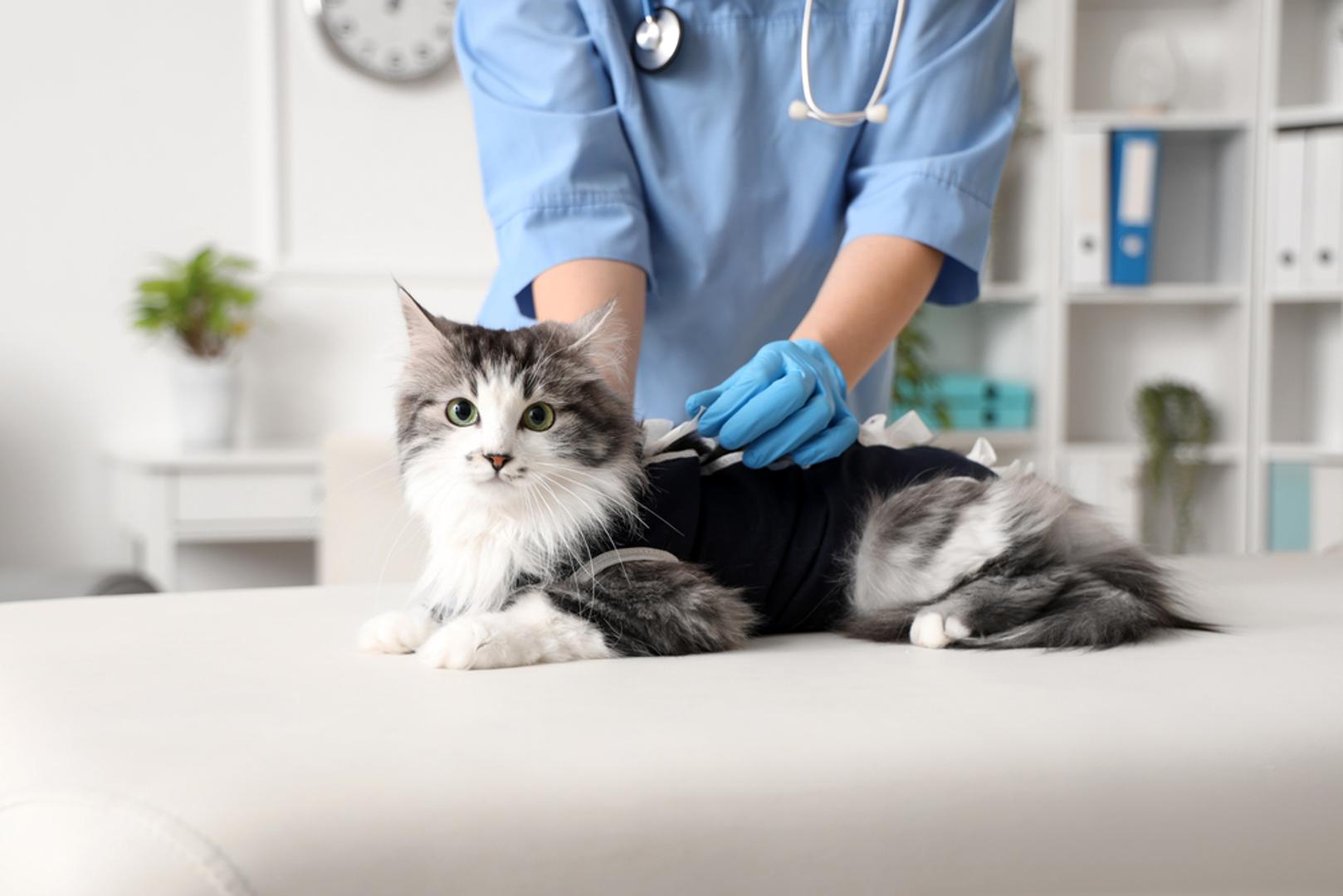 Odvedite mačku veterinaru: Prvi posjet veterinaru izuzetno je važan. Želite se uvjeriti u njezino dobro zdravlje i obaviti cijepljenja te testiranje na virus mačje imunodeficijencije i virus mačje leukemije, ako to već nije obavila udruga za udomljavanje. Također, ako to već nije učinjeno, trebate dogovoriti termin za sterilizaciju ili kastraciju.