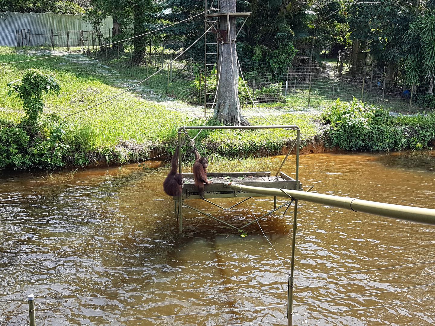 Utočište orangutana na otoku Bukit Merah