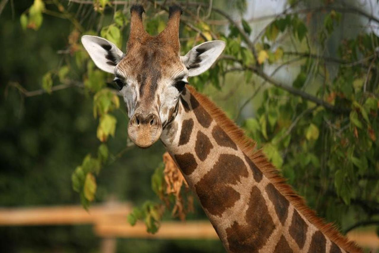 zirafa