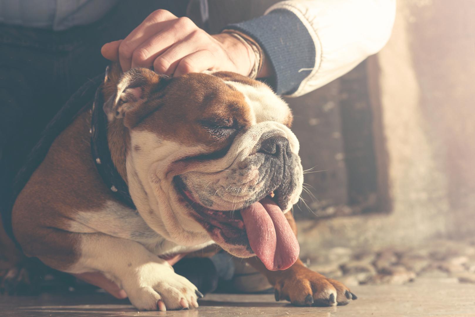 Utješite psa bez grižnje savjesti: Možda ste čuli da utjeha 'pojačava strah', no u ovom slučaju pas reagira na stvaran osjećaj prijetnje. Blizina vlasnika, nježno maženje i mirne riječi mogu mu pomoći da se 'uzemlji' i lakše prođe kroz stres. Važno je biti smiren jer pas često 'čita' vašu energiju i iz nje zaključuje je li siguran.