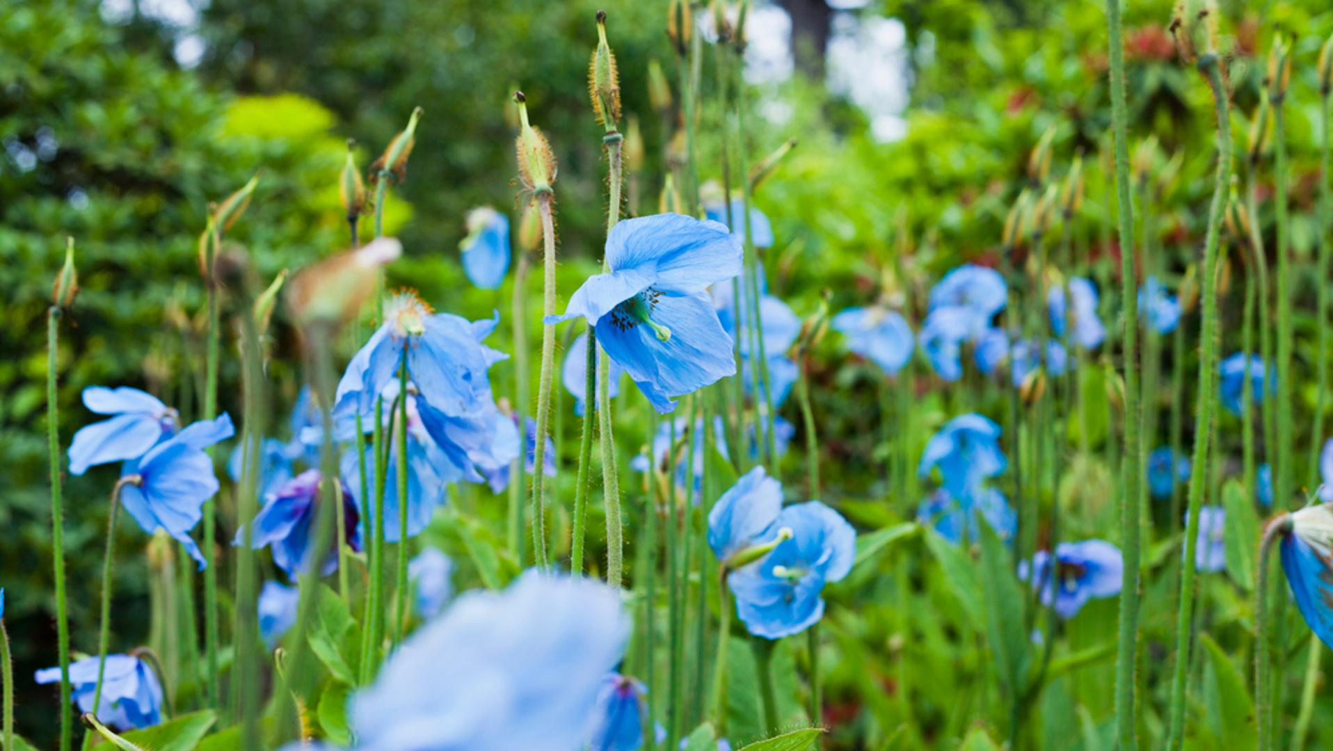 5. Himalajski plavi mak: Himalajski plavi makovi su zapanjujuće cvjetnice koje daju prave plave cvjetove. Preferiraju djelomičnu sjenu i najbolje uspijevaju u sjenovitim vrtovima. Ipak, mogu biti teški za uzgoj jer imaju specifične zahtjeve u pogledu okoliša. Tlo treba biti neutralno do blago kiselo, vlažno, ali dobro drenirano, a biljke najbolje uspijevaju u hladnijim ljetnim uvjetima.