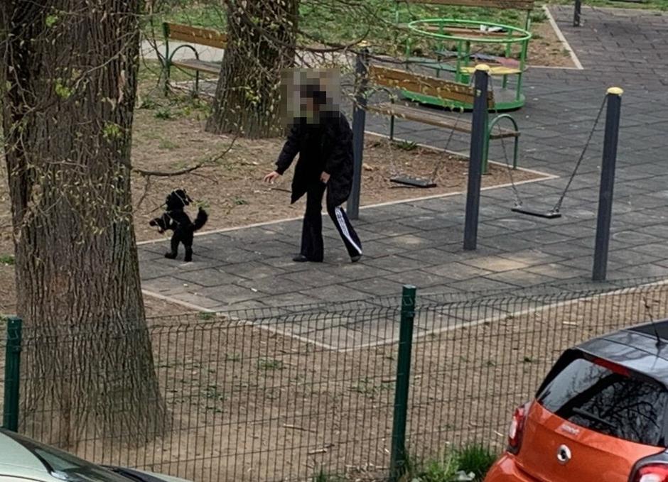Psi u parku