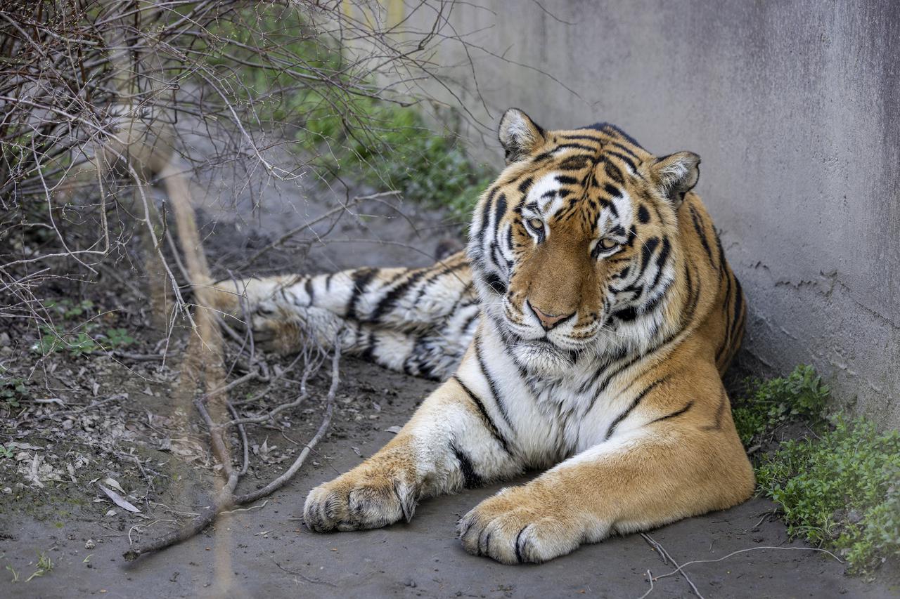 Osijek: U osječkom ZOO vrtu životinje iskoristile sunčan za odmor i spavanje
