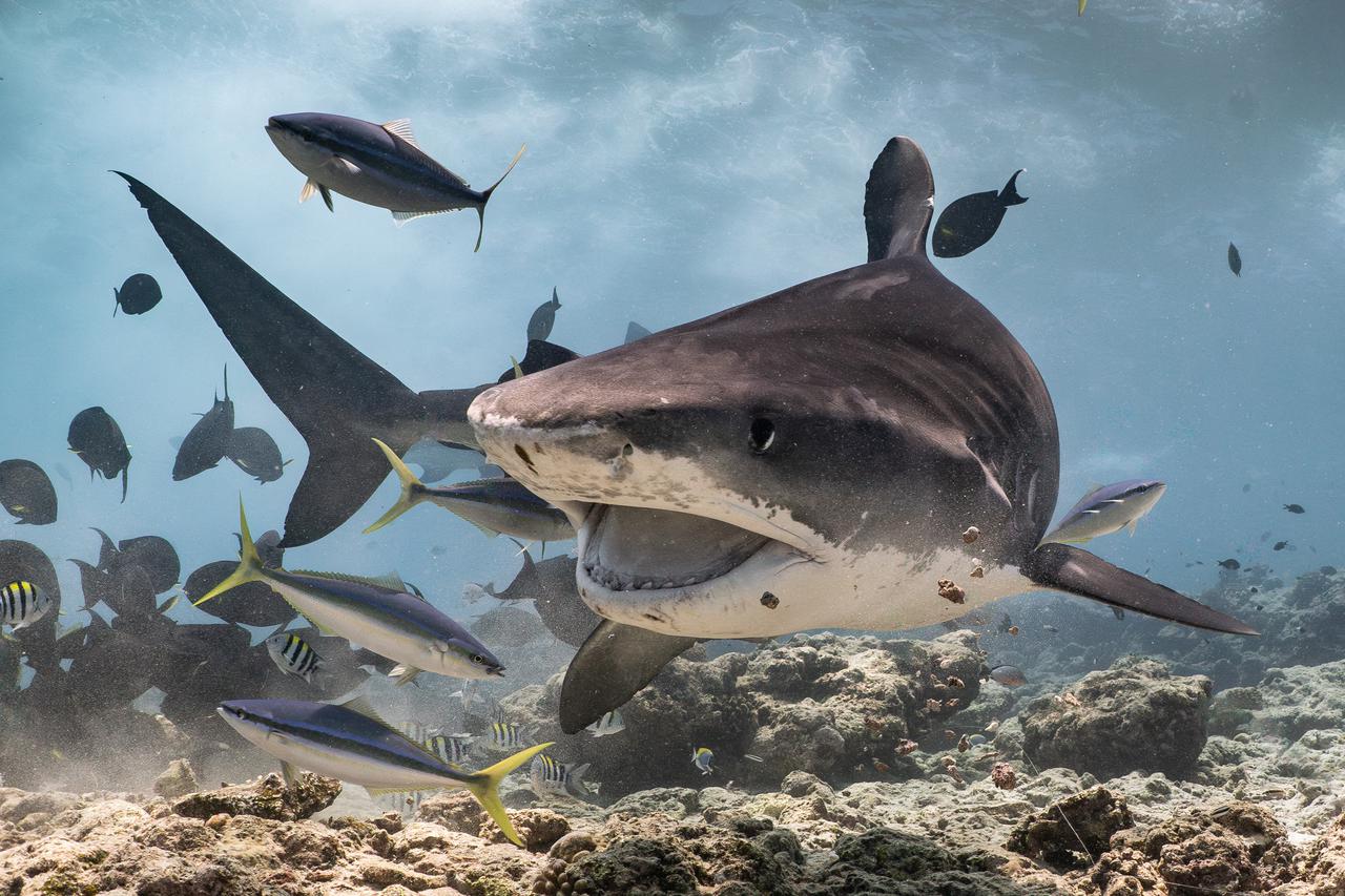 Tiger Sharks in Fuvahmulah Island in South Maldives