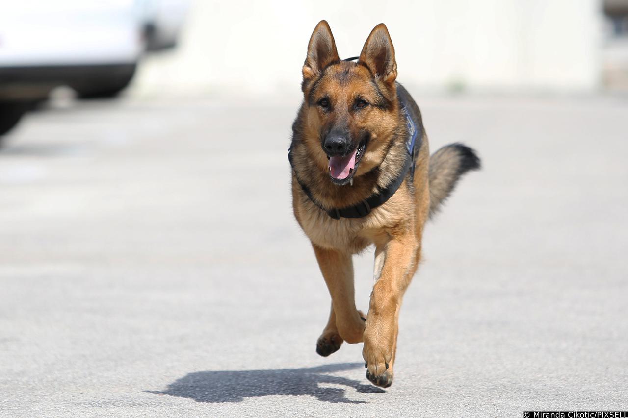 Split: Policijski pas Blondie