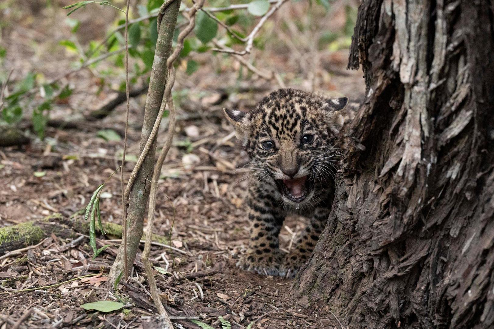 One of the two jaguar (Panthera onca) cubs born in semi-captivity is pictured at the Impenetrable National Park in Chaco, Argentina November 2, 2022. Their mother, a female jaguar named Mbarete, returned to the Ibera National Park, in Corrientes, with her two cubs after spending eight months in the Impenetrable National Park, where she paired with Qaramta, a wild male. Rewilding Argentina Foundation/Handout via REUTERS ATTENTION EDITORS - THIS IMAGE WAS PROVIDED BY A THIRD PARTY. Photo: Rewilding Argentina Foundation/REUTERS