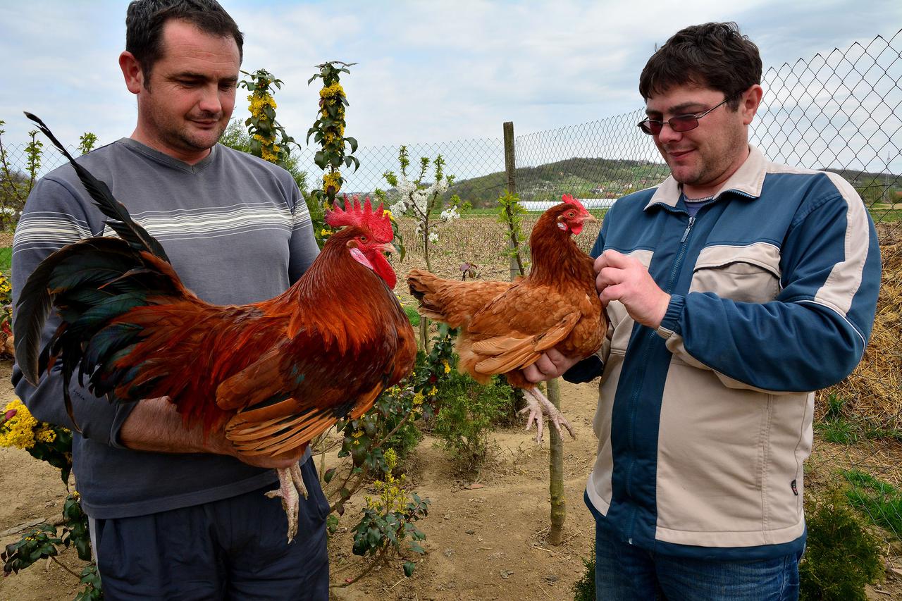 14.04.2015., Slavonski Brod, Podvinje - Braca Josip i Sasa Vrkljan iz Podvinja vec osam godina bave se uzgojem autohtone pasmine kokosi hrvatice. 