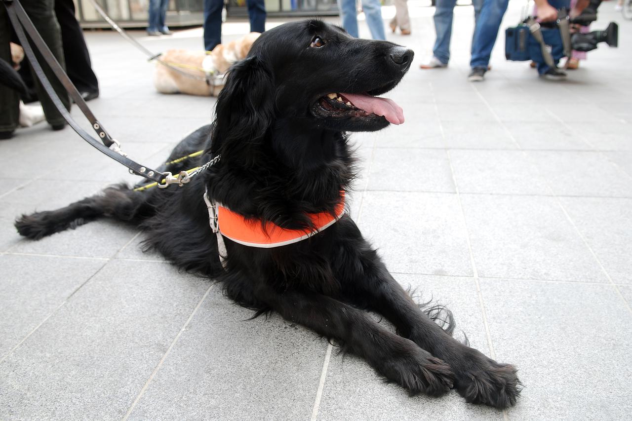 Hrvatska udruga za školovanje pasa vodiča