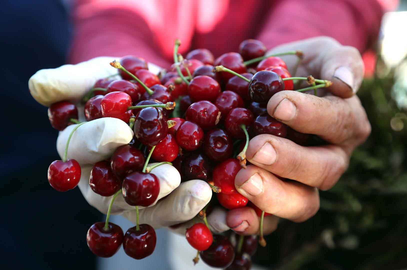 Početak je sezone, robe ima, a već smo pred zidom, kažu očajni proizvođači voća i povrća