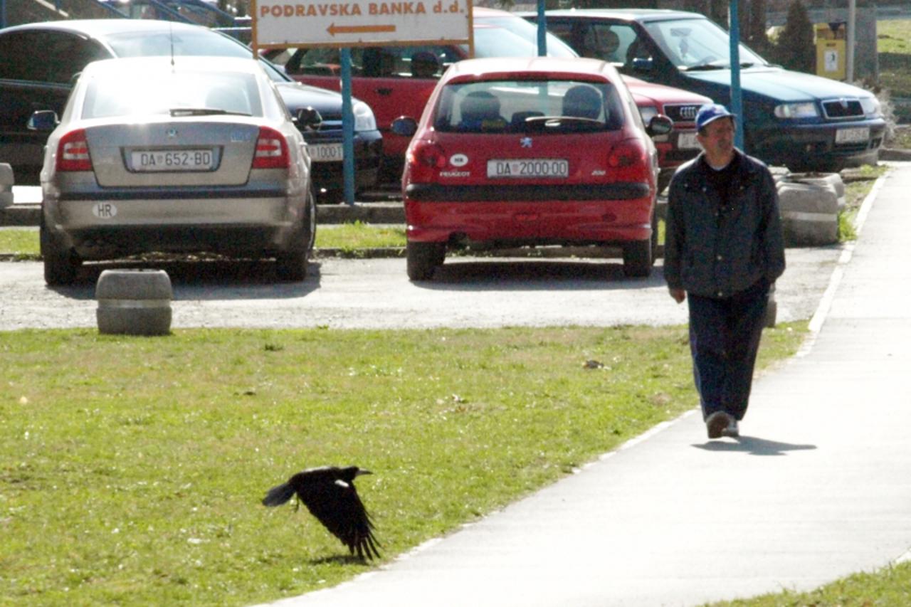'Podravina-bilogora, 16.3.2012. Grubisno Polje Crne graktalice okupirale su srediste grada Michael Palijan / VLM'