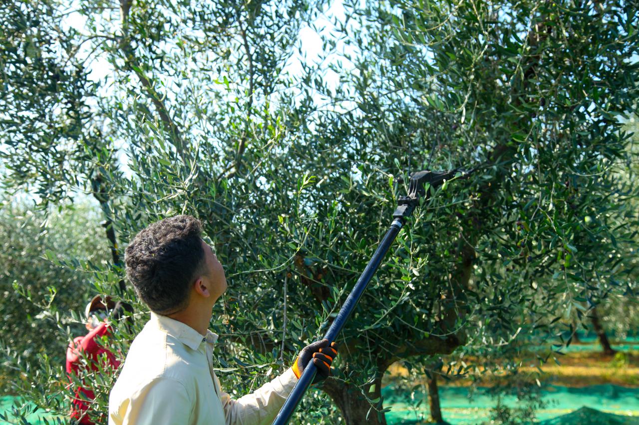 Karigador: Berba maslina u masliniku Agrofin Mate