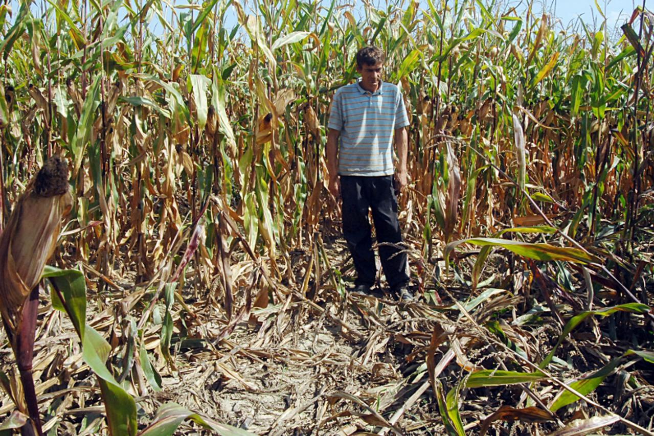 \'01.09.2011.,Preloscica - Poljoprivrednici iz Preloscice vec godinama vode bezspjesniu borbu s divljim svinjama koje im unistavaju nasade kukuruza, no unatoc molbama koje su uputili na mnogo adresa, 