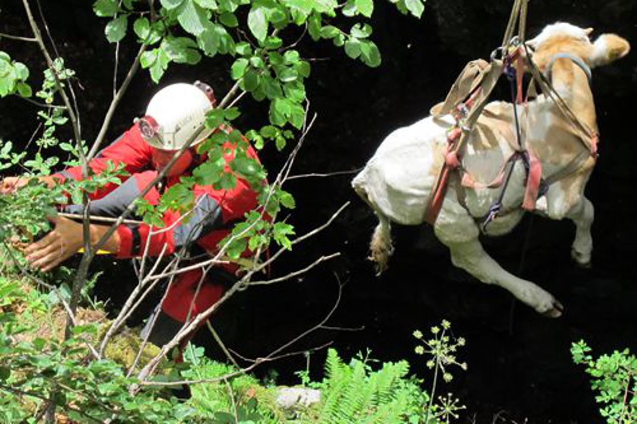 spašavanje krave (1)