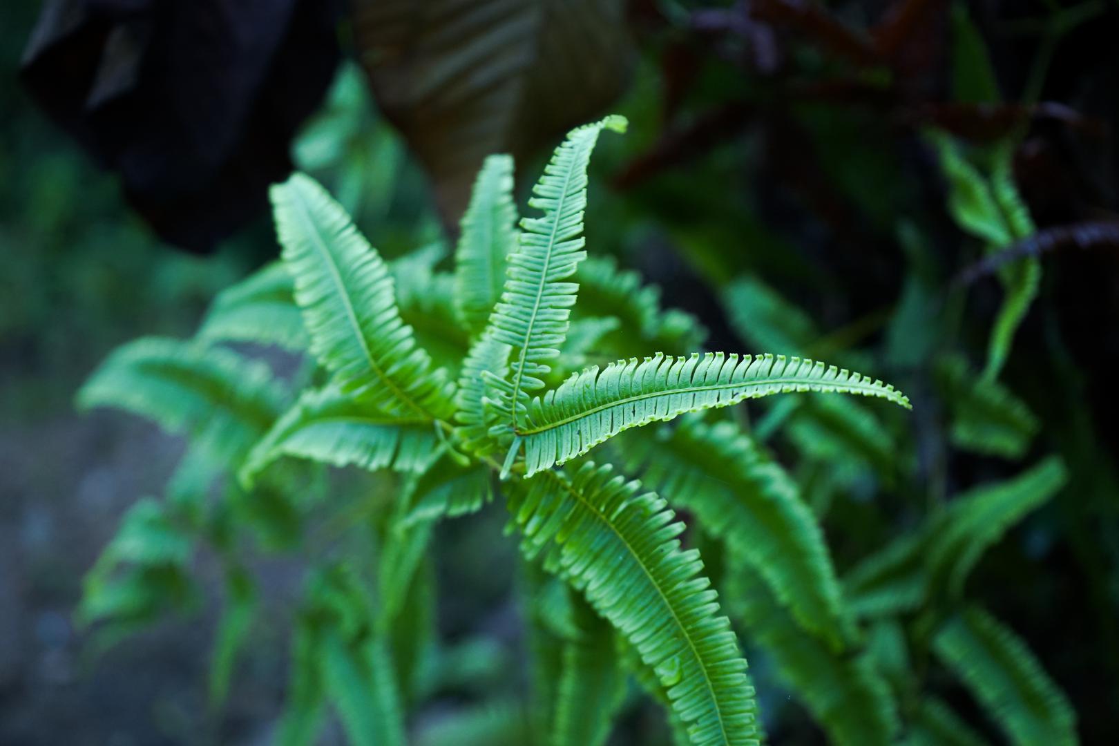 Bostonska paprat: Bostonske paprati su tako lijepe za pogledati, ali najbolje su kada se drže na otvorenom. Razlog tomu je što im je potrebna jaka svjetlost i visoka razina vlage. Ova biljka zahtijeva stalnu pažnju jer može postati neuredna ako se ne orezuje redovito. Međutim, ako je objesite u košaru, održavanje će biti znatno lakše.