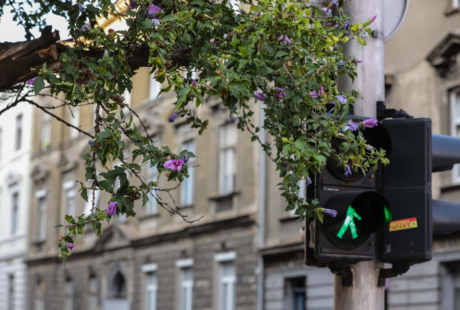 Drvo raste iz zgrade na križanju Palmotićeve i Đorđićeve ulice 