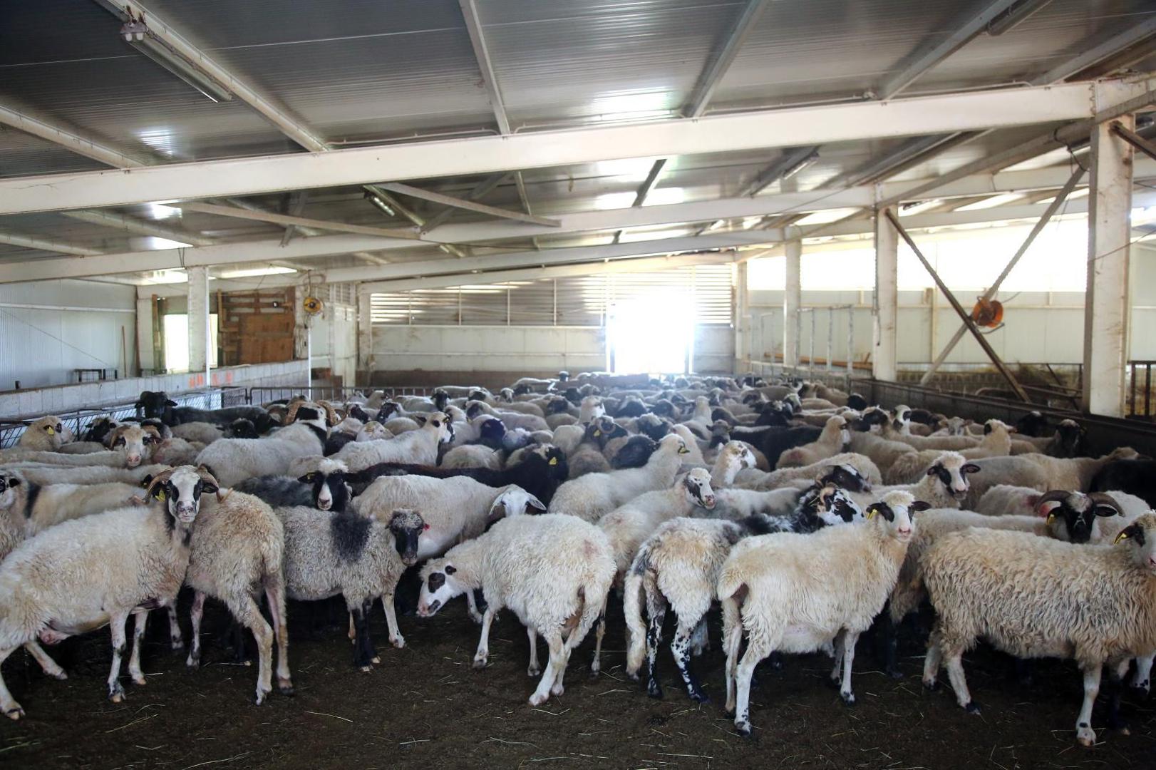 Povećat će stado pa se nadaju da će dobiti još pašnjaka na korištenje jer je ovcama već sada pretijesno