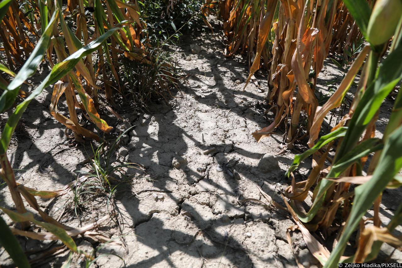 Poljoprivrednim kulturama prijeti suša