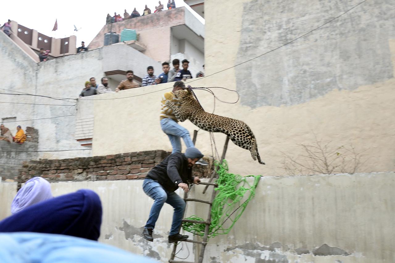 Indija - Leopard napao ljude