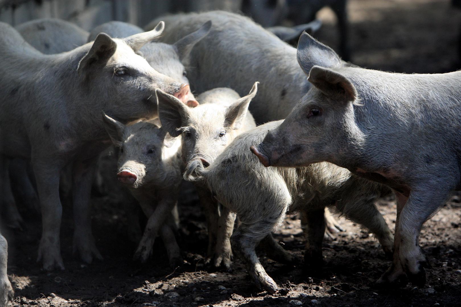 46. Meso turopoljske svinje - svježe meso i ostali jestivi dijelovi svinjskog trupa muških kastrata i ženskih životinja autohtone turopoljske pasmine turopoljska svinja, koje su na tom području rođene i uzgojene te te su tijekom tova držane u otvorenom ili polu-otvorenom sustavu uzgoja.