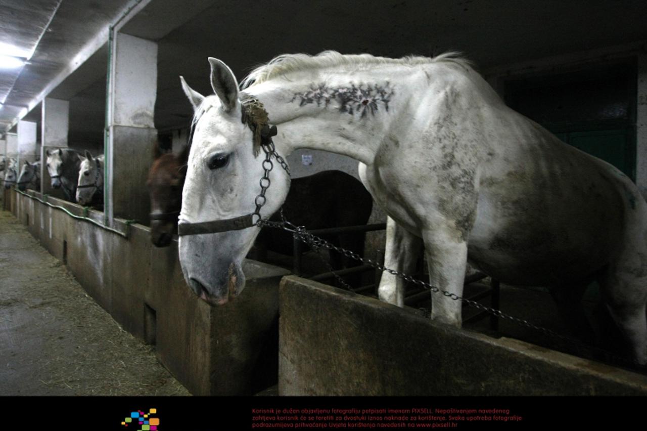 '19.12.2011., Zlatar Bistrica, Hrvatska - Konji na farmi u Zlatar Bistrici koji se koriste za proizvodnju zmijskog protuotrova. Farmi prijeti zatvaranje, a za konje to znaci smrt u klaonici. Photo: Pe