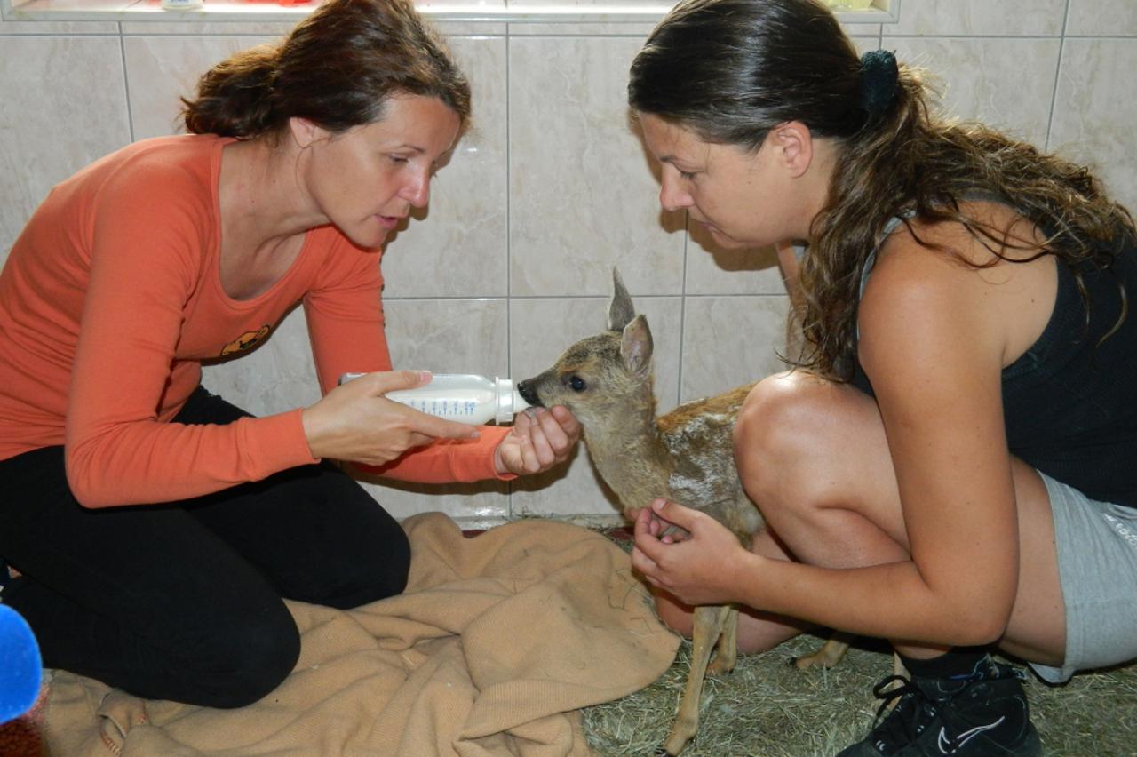 dunav,poplave,lane,nasip (1)